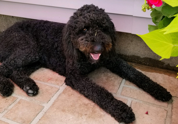 F2bb labradoodle 2024