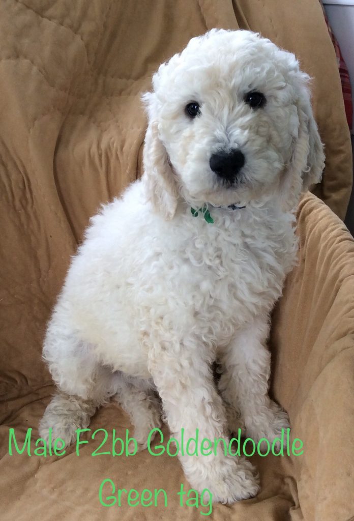 F2bb goldendoodle cheap